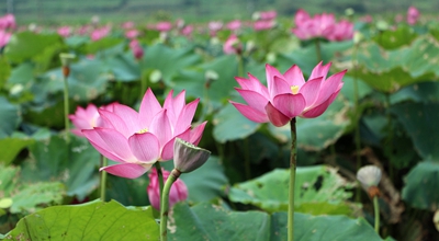 腊八节来临，和包免费送最高888商城积分可兑换红包变现